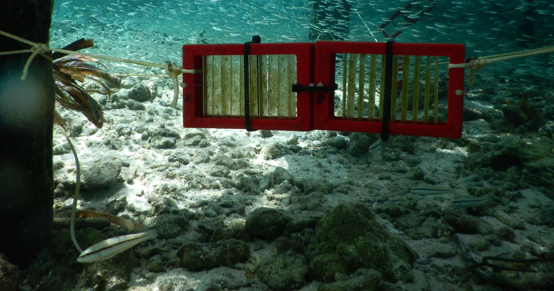 In the trap: Colonized Trichoplax traps suspended in shallow water under a footbridge. (© Harald Gruber-Vodicka / Max Planck Institute for Marine Microbiology)
