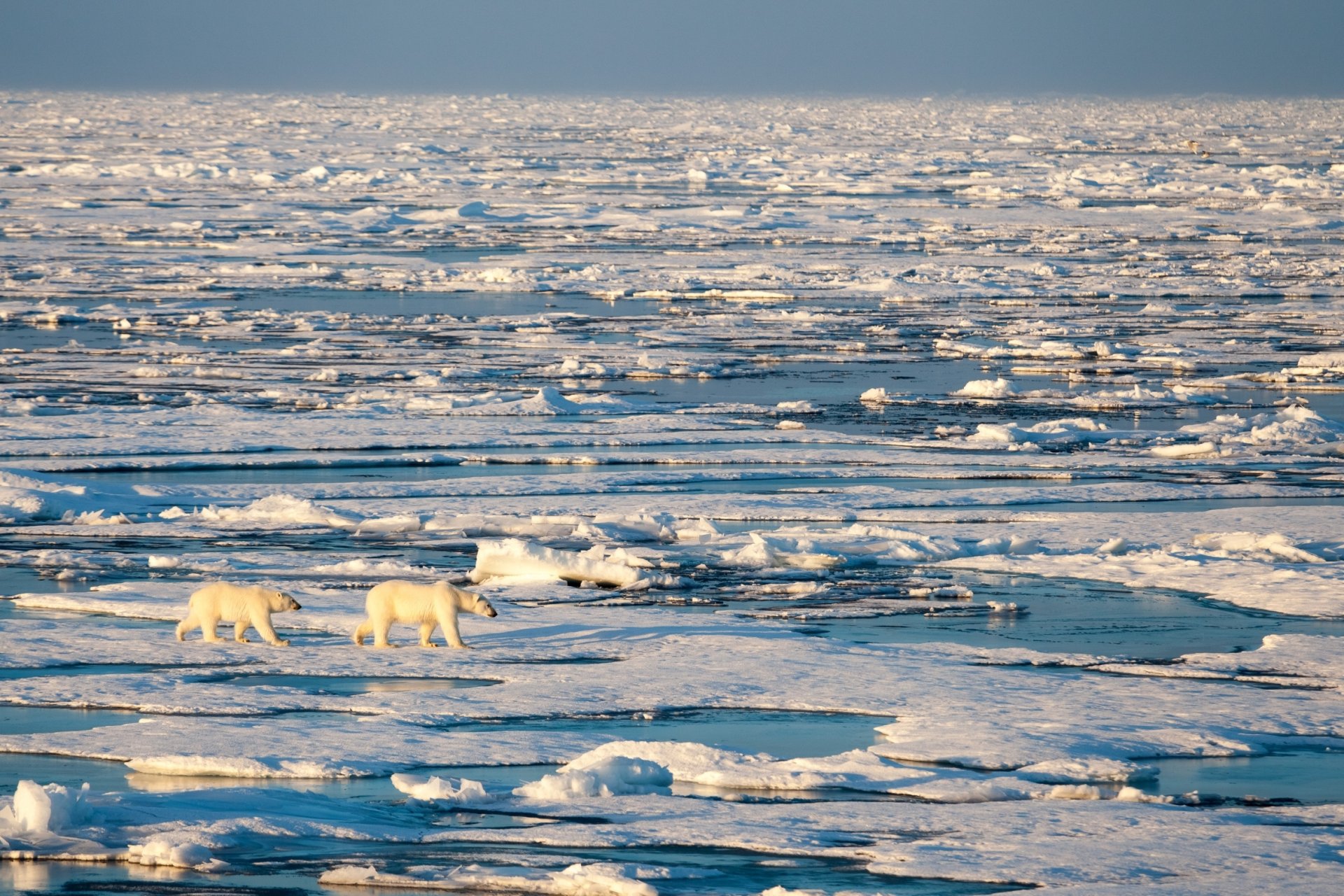 Eisbären auf dem Meereis des Arktischen Ozeans. Mikrobiologen auf der ganzen Welt fordern, dass Mikroorganismen beim Umgang mit dem Klimawandel mehr beachtet werden müssen (Photo: Alfred-Wegener-Institut / Mario Hoppmann / CC-BY 4.0).