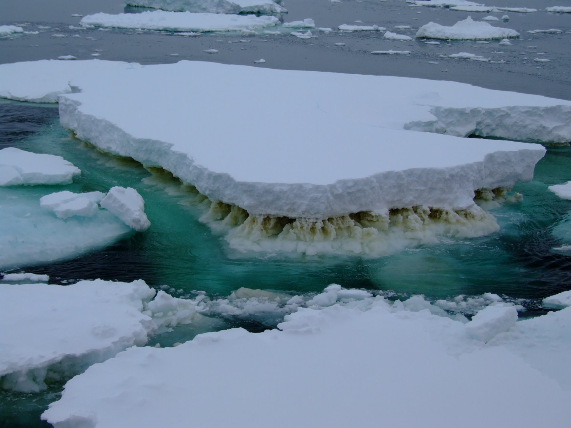 Meereis in der Antarktis. Die braune Färbung entsteht durch sogenanntes Phytoplankton. Diese mikroskopisch kleinen Algen wachsen am Meereis und stehen an der Basis vieler Nahrungsnetze, die letztlich alle größeren Lebewesen versorgen. Schmilzt das Meereis, so beeinflusst das auch das Phytoplankton und in weiterer Folge Fische und Meeressäuger. (© Rick Cavicchioli)  