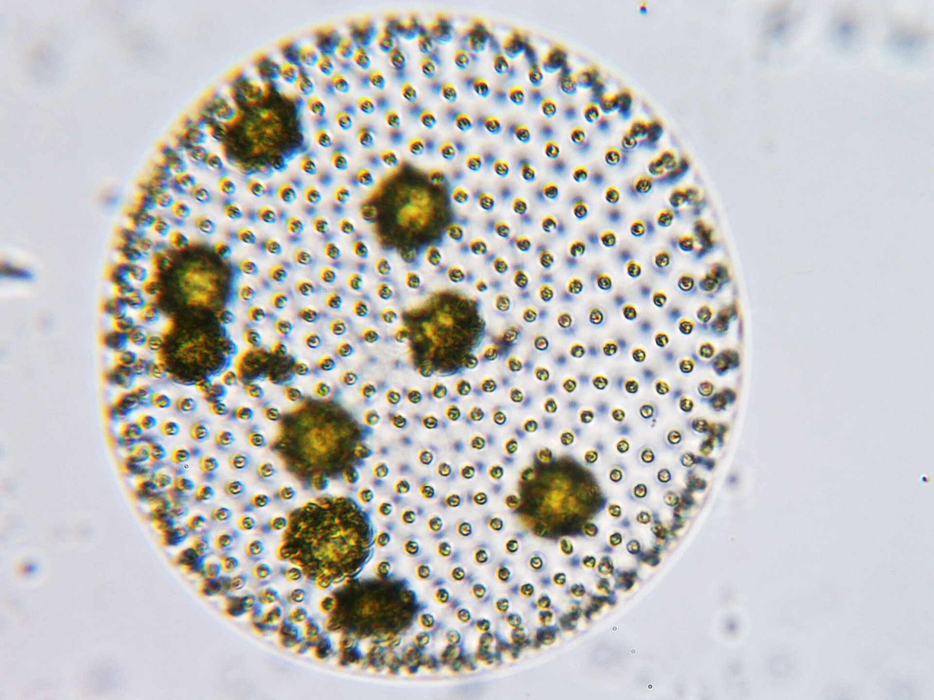 Einblicke in einen Wassertropfen aus einer Probe aus dem kleinen Teich an der Universität Bremen.  ©Max-Planck-Institut für Marine Mikrobiologie, Bremen