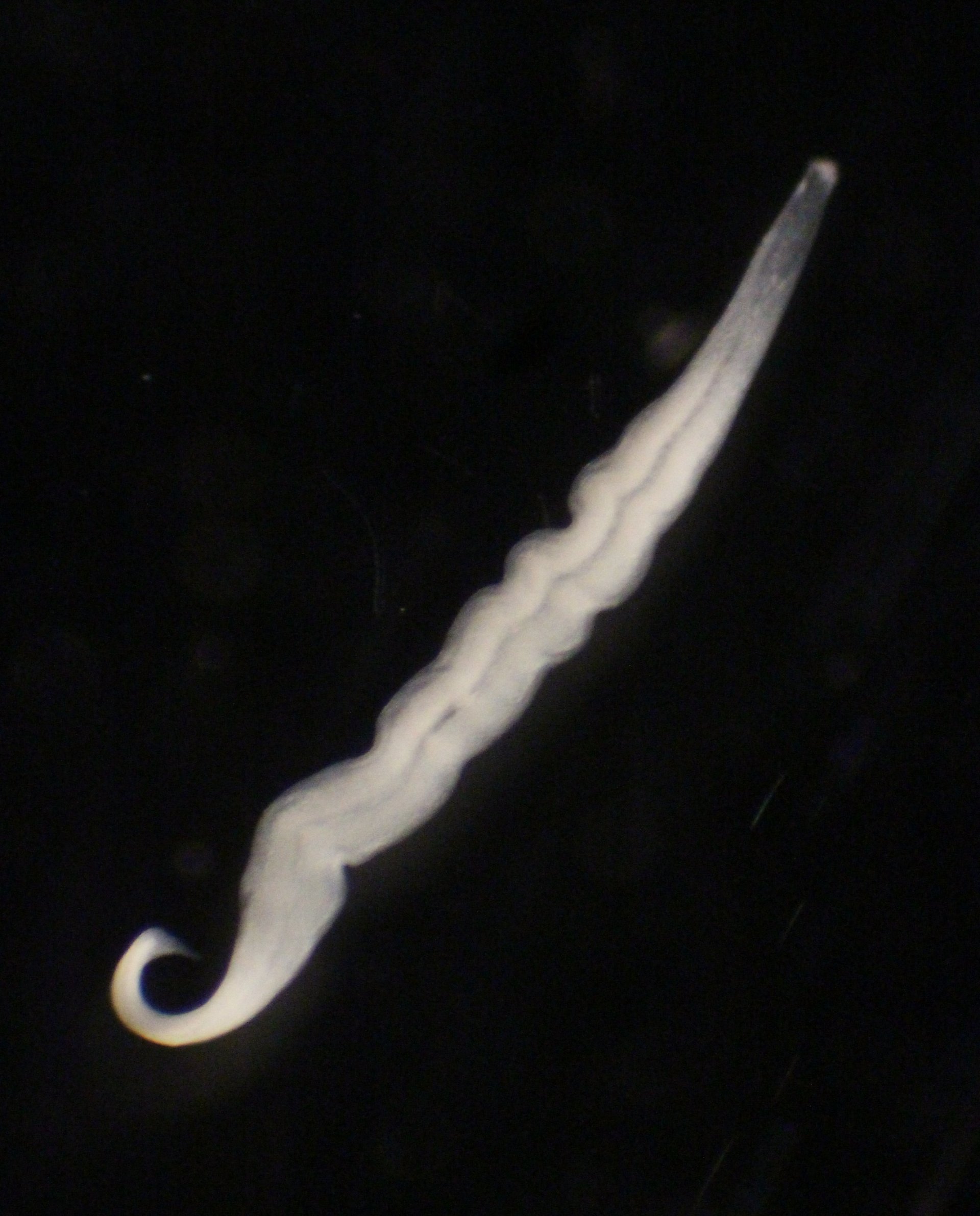 Live image of Kentrophoros sp. from Elba, Italy. This ciliate, a single giant (>1 mm) eukaryotic cell carries several million bacterial symbionts everywhere it goes, and harvests them for food. Half the biomass visible in this image is bacterial. (Source: Brandon Seah/Max Planck Institute for Marine Microbiology) Live image of Kentrophoros sp. from Elba, Italy. This ciliate, a single giant (>1 mm) eukaryotic cell carries several million bacterial symbionts everywhere it goes, and harvests them for food. Half the biomass visible in this image is bacterial. (Source: Brandon Seah/Max Planck Institute for Marine Microbiology)