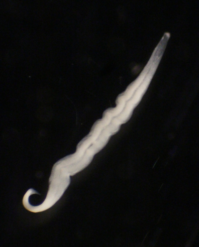 Live image of Kentrophoros sp. from Elba, Italy. This ciliate, a single giant (>1 mm) eukaryotic cell carries several million bacterial symbionts everywhere it goes, and harvests them for food. Half the biomass visible in this image is bacterial.  (Source: Brandon Seah/Max Planck Institute for Marine Microbiology)
