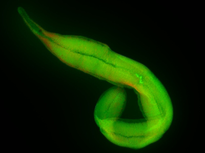 The same species of Kentrophoros stained with a fluorescent dye that stains its DNA green. The three bright spots in the middle are the three cell nuclei of the eukaryotic host. The green "haze" elsewhere are the tightly-packed bacterial symbiont cells, too small to be individually distinguished in this image. (Source: Brandon Seah/Max Planck Institute for Marine Microbiology)