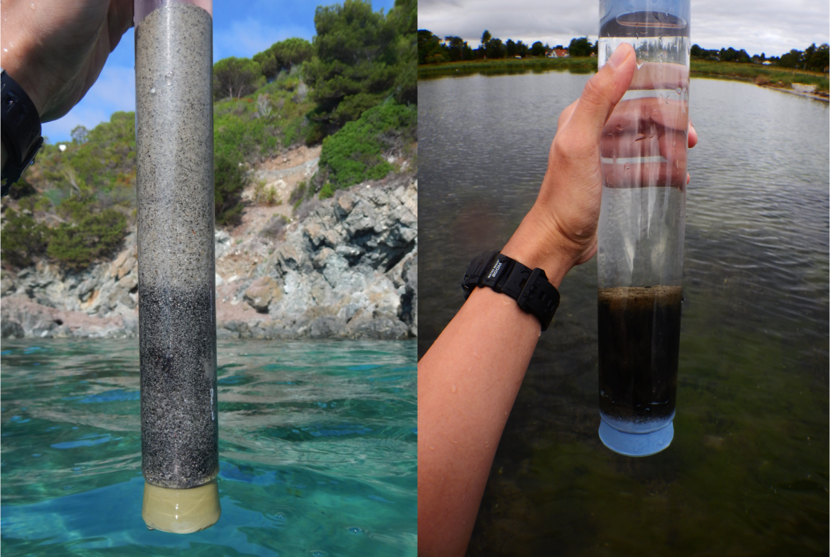 Sampling for Kentrophoros in Elba, Italy and Nivå, Denmark (Source: Brandon Seah (left), Silke Wetzel (right) / Max Planck Institute for Marine Microbiology) Sampling for Kentrophoros in Elba, Italy and Nivå, Denmark (Source: Brandon Seah (left), Silke Wetzel (right) / Max Planck Institute for Marine Microbiology)
