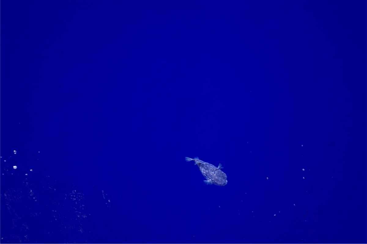 At New Year’s Eve, the scientists were visited by this puffer fish. “The water in the South Pacific Gyre is incredibly blue”, says cruise leader Tim Ferdelman. “You can see very deep into the water, it is really beautiful.” (© Tim Ferdelman / Max Planck Institute for Marine Microbiology)