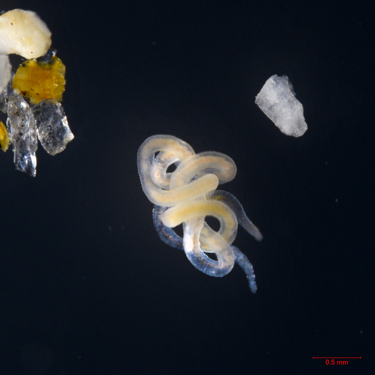 Olavius unterm Mikroskop (© Max-Planck-Institut für Marine Mikrobiologie/ S. Paulsen)