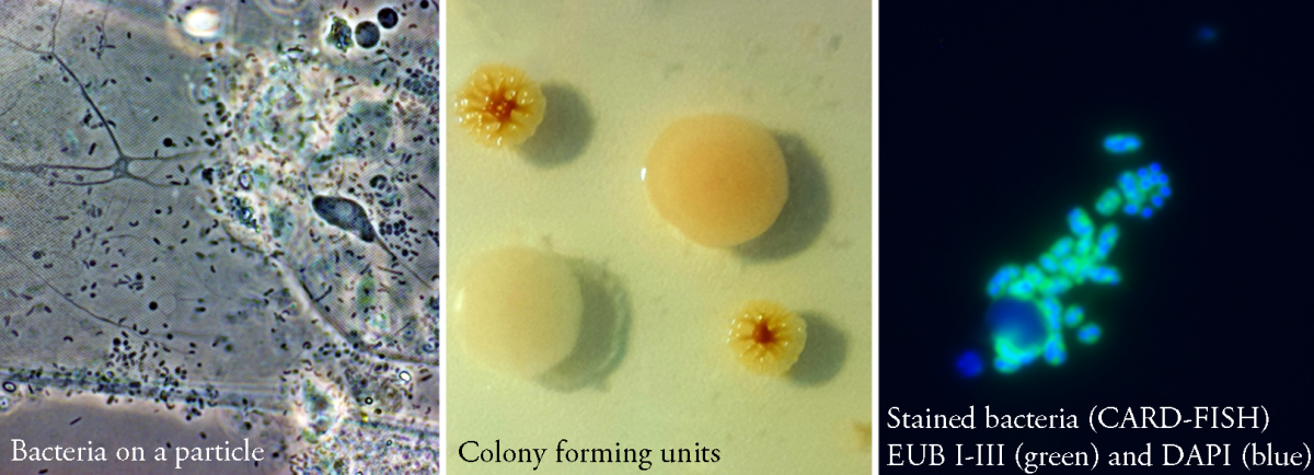 Example of light microscopy, cultivation and staining of particle-associated bacteria. Example of light microscopy, cultivation and staining of particle-associated bacteria.