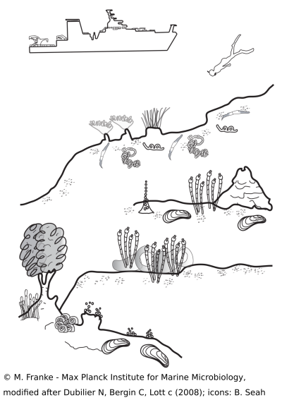 Image: M. Franke, modified after Dubilier N, Bergin C, Lott C (2008), Icons: B. Seah Image: M. Franke, modified after Dubilier N, Bergin C, Lott C (2008), Icons: B. Seah