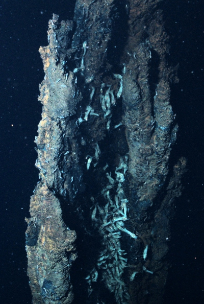 Rimicaris shrimp on a hydrothermal chimney Rimicaris shrimp on a hydrothermal chimney