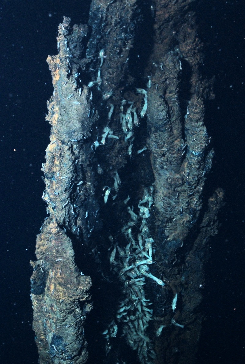 Rimicaris shrimp on a hydrothermal chimney Rimicaris shrimp on a hydrothermal chimney