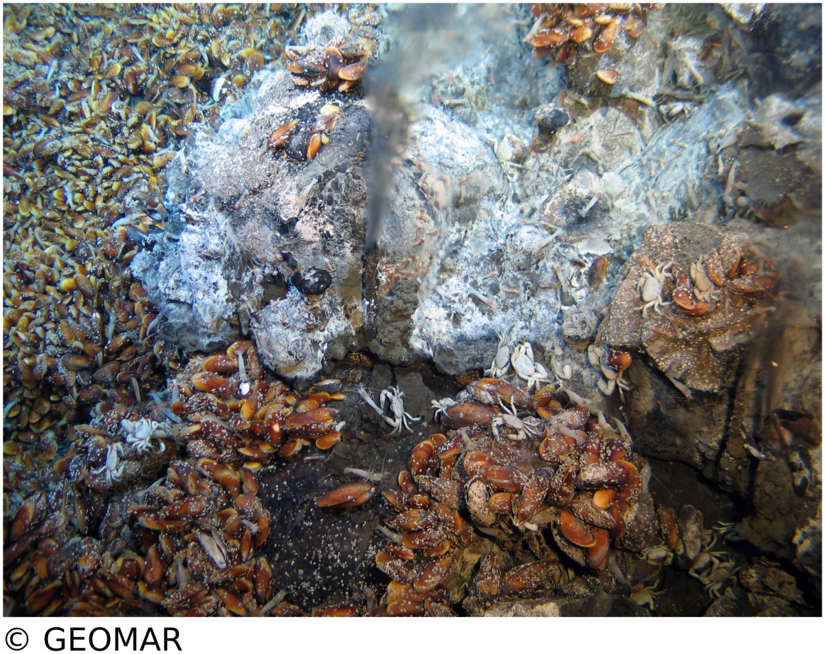 Mussels at 5°S (Lilliput vent site). Image: GEOMAR (Kiel)