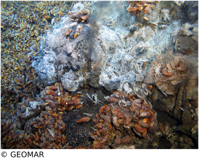 Mussels at 5°S (Lilliput vent site). Image: GEOMAR (Kiel) Mussels at 5°S (Lilliput vent site). Image: GEOMAR (Kiel)