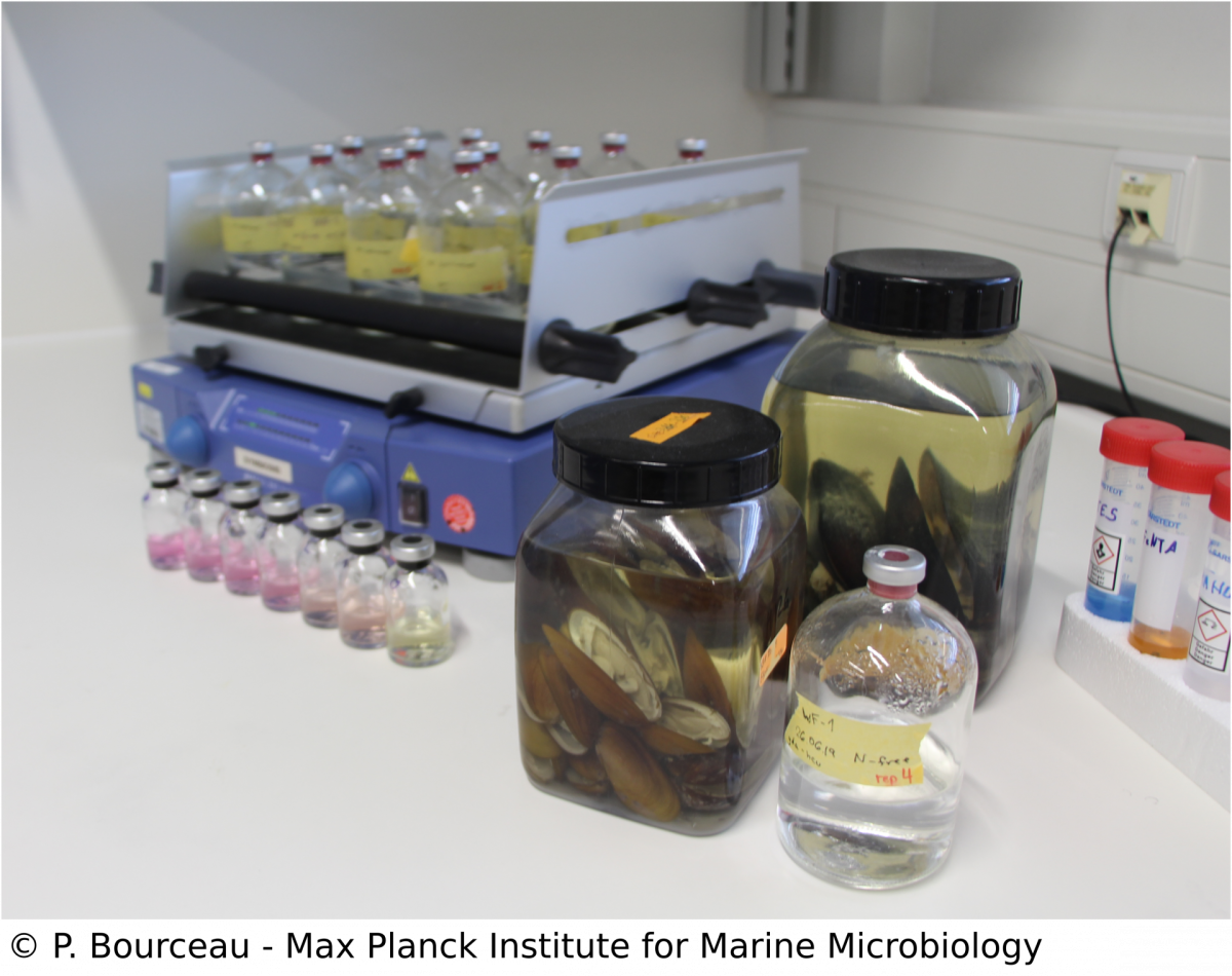 Cultivation experiments in the lab. Image: P. Bourceau Cultivation experiments in the lab. Image: P. Bourceau