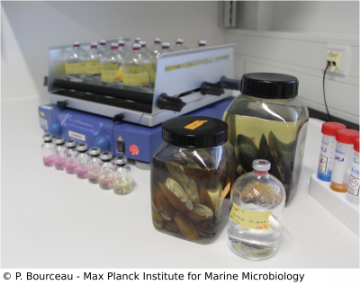 Cultivation experiments in the lab. Image: P. Bourceau Cultivation experiments in the lab. Image: P. Bourceau