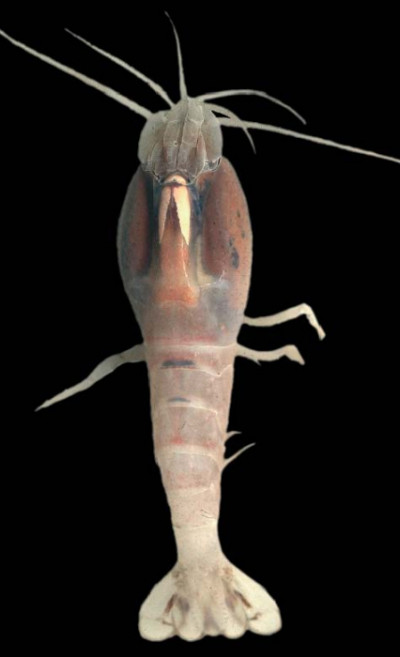 Rimicaris shrimp Rimicaris shrimp