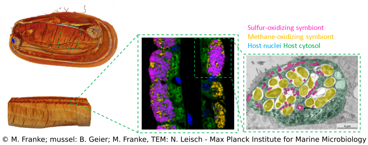 Overview - symbiosis in Bathymodiolus mussels. Overview - symbiosis in Bathymodiolus mussels.