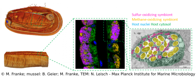 Overview - symbiosis in Bathymodiolus mussels. Overview - symbiosis in Bathymodiolus mussels.