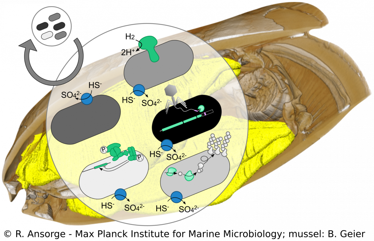 Strain diversity in Bathymodiolus mussels