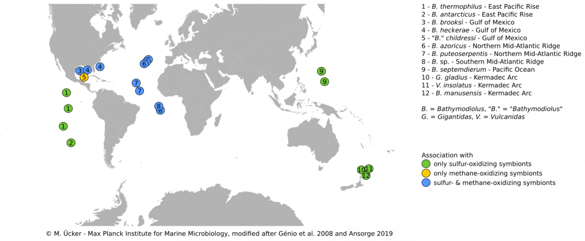 Distribution of our Bathymodiolus samples worldwide