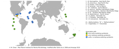 Distribution of our Bathymodiolus samples worldwide Distribution of our Bathymodiolus samples worldwide