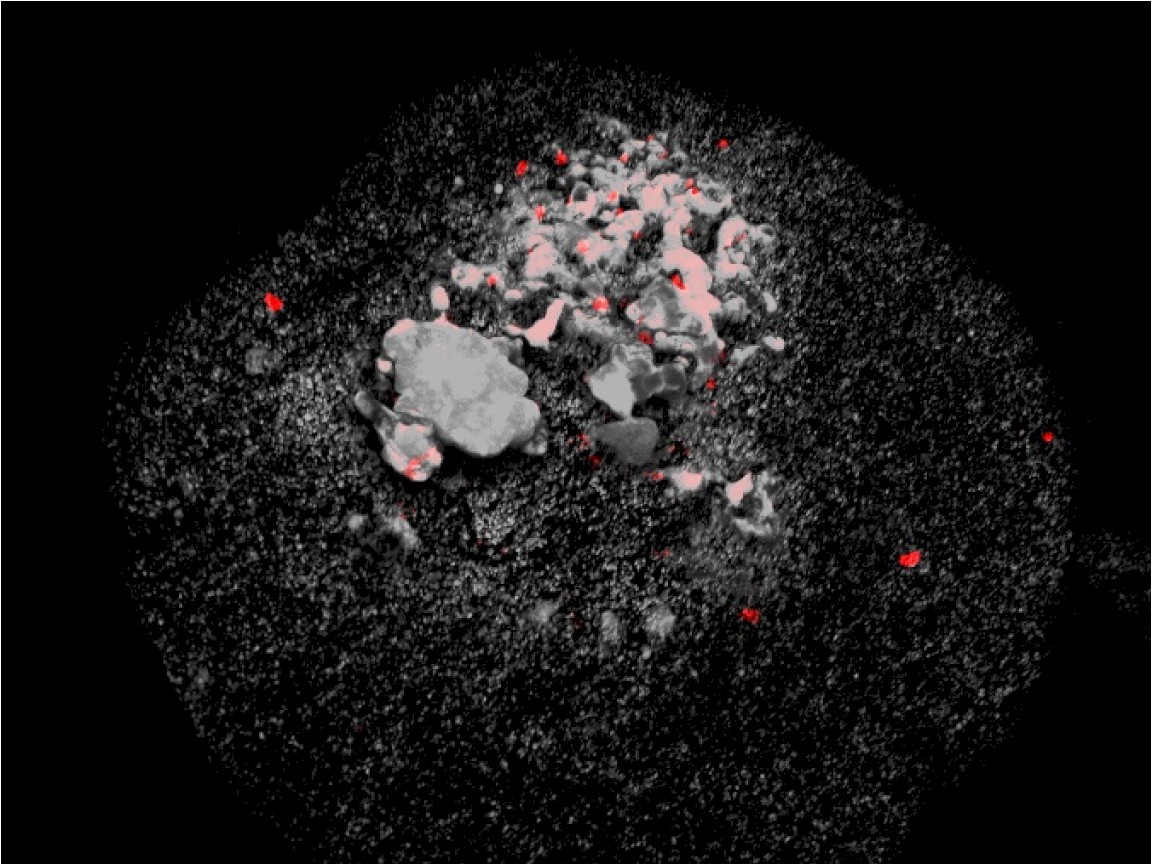 Epifluoreszenzmikroskopisches Bild von Methanoliparia-Zellen, die an einem Öltröpfchen haften. Die weiße Maßstabsleiste hatte eine Länge von 10 Mikrometern. (© Max-Planck-Institut für Marine Mikrobiologie)