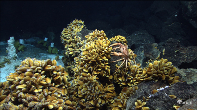 Bathymodiolus-mussels and other inhabitants of hydrothermal vents at the Mid-Atlantic Ridge off the coast of the Azores. (© MARUM – Center for Marine Environmental Sciences, University of Bremen)