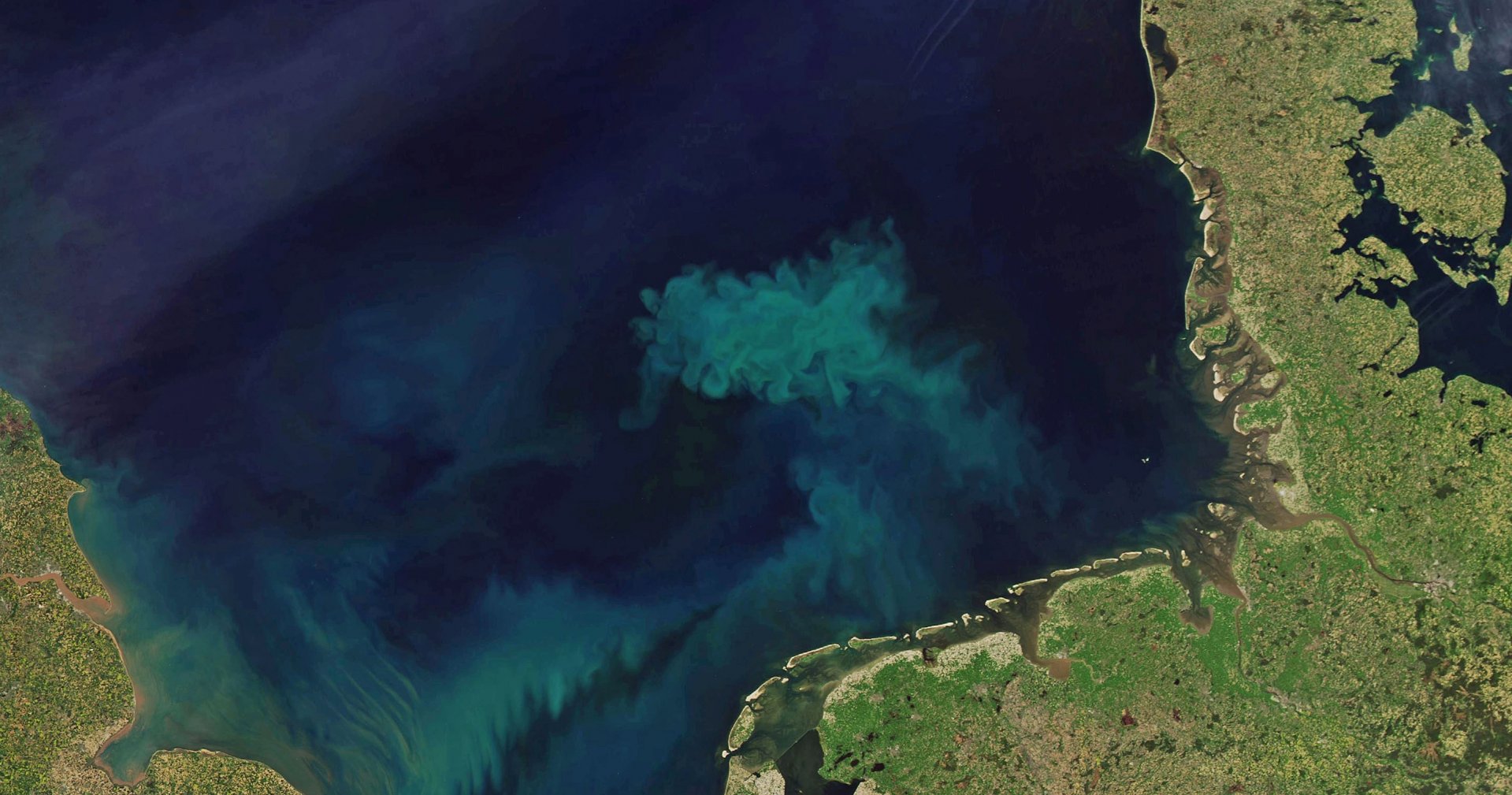 Auf Satellitenbildern wirken die Algenteppiche mit ihren hellen Schlieren wie Kunstwerke. Allein in der etwa 70.000 Quadratkilometer umfassenden Deutschen Bucht entstehen bei der Algenblüte im Frühjahr etwa zehn Millionen Tonnen Biomasse.  (© NASA)
