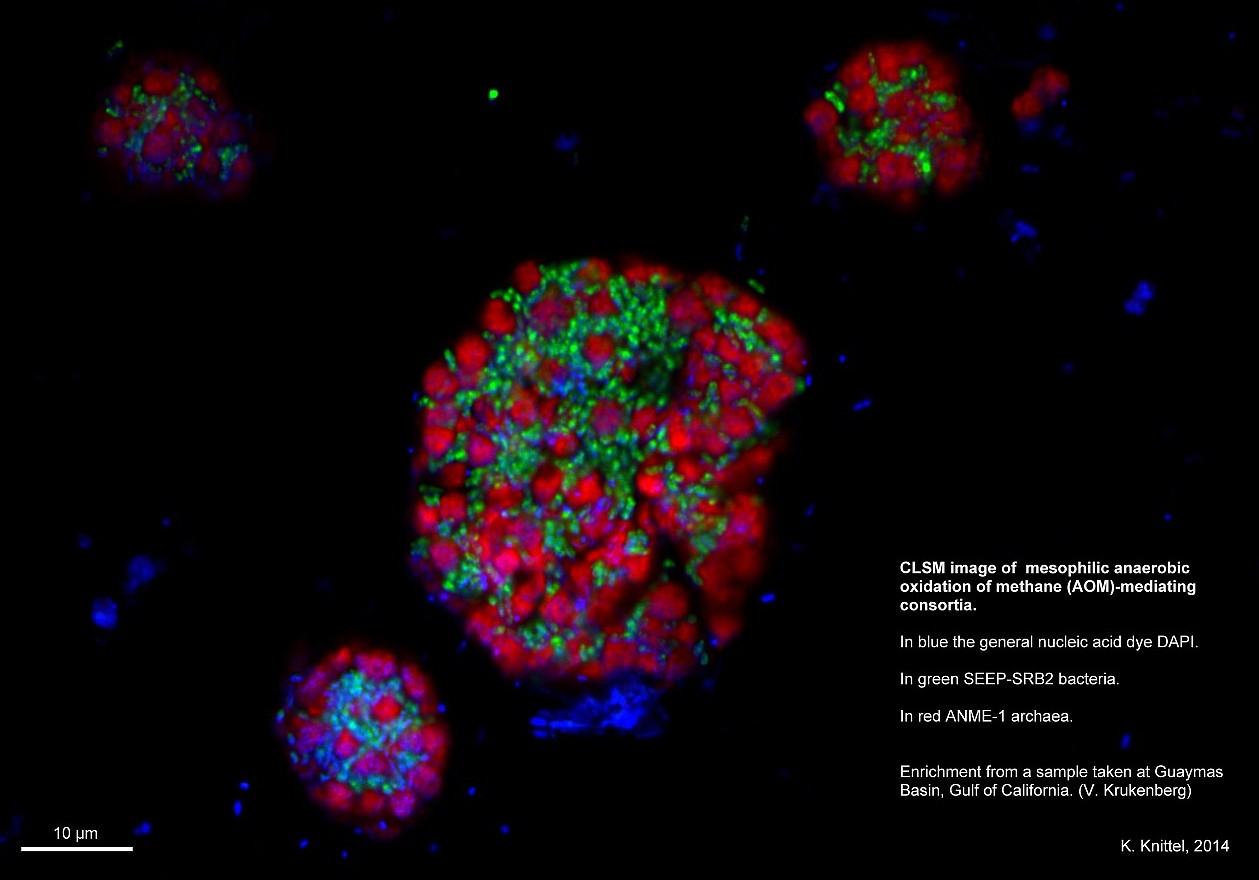 Image taken with the confocal laser scanning microscope: A microbial community that processes methane can be seen. (© Max Planck Institute for Marine Microbiology, K. Knittel)