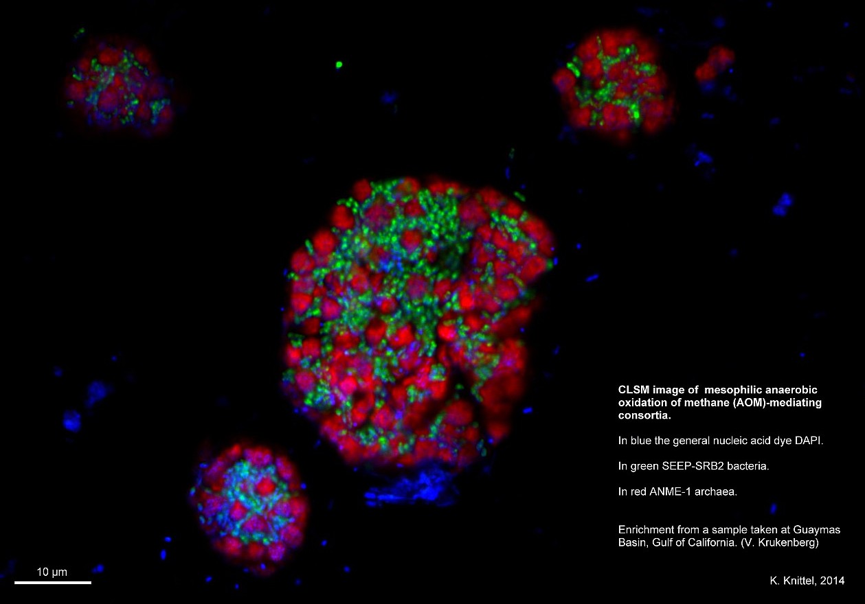 Aufnahme mit dem konfokalen Laser-Scanning Mikroskop (©Max-Planck-Institut für Marine Mikrobiologie / K. Knittel)