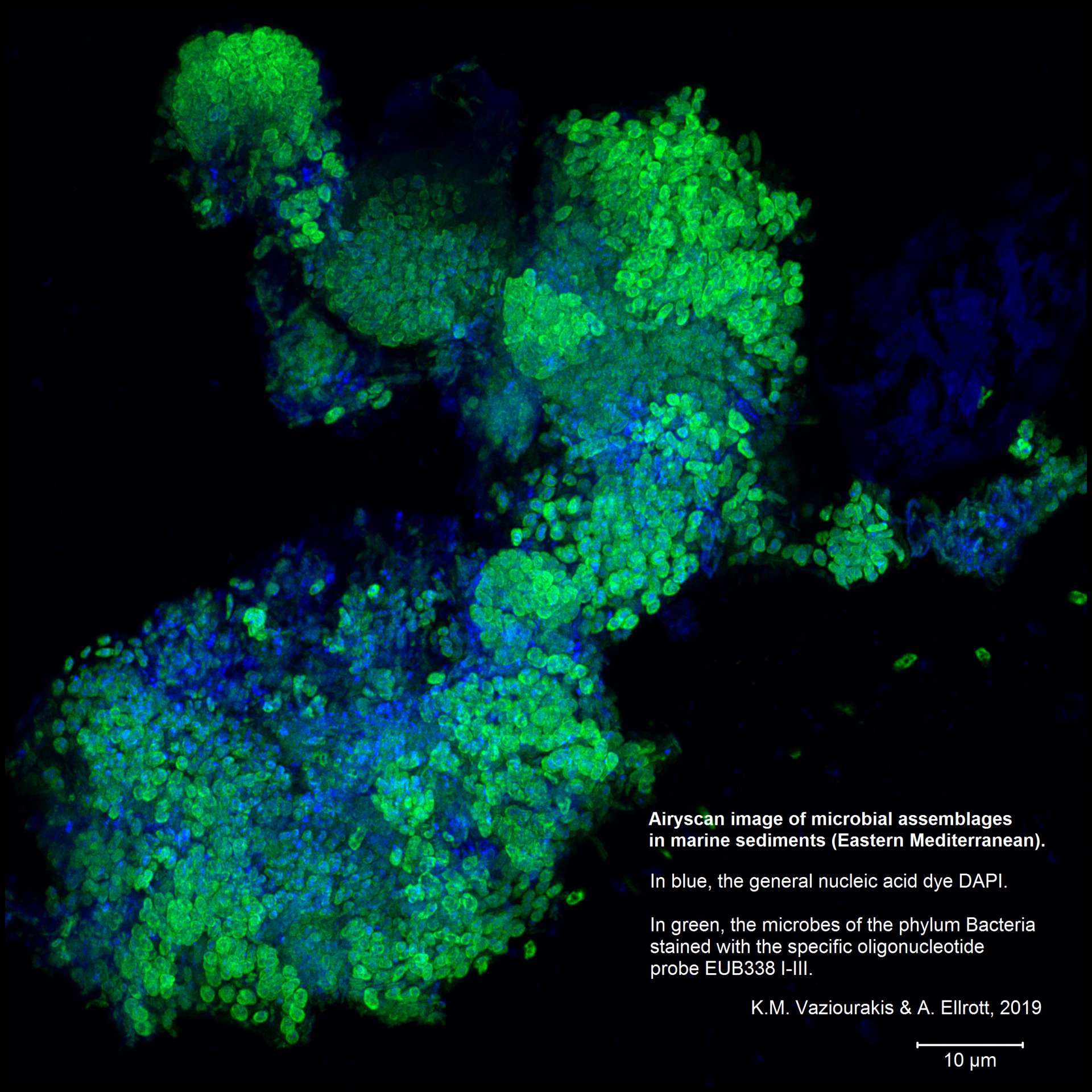 Image with Airyscan: Microbial community in the floor of the eastern Mediterranean. (© Max Planck Institute for Marine Microbiology, K.M. Vaziourakis and A. Ellrott)