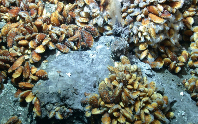 Lebensgemeinschaft an Hydrothermalaustritten am Mittelatlantischen Rücken in etwa 3.000 Meter Wassertiefe. (© MARUM – Zentrum für Marine Umweltwissenschaften, Universität Bremen) Lebensgemeinschaft an Hydrothermalaustritten am Mittelatlantischen Rücken in etwa 3.000 Meter Wassertiefe. (© MARUM – Zentrum für Marine Umweltwissenschaften, Universität Bremen)