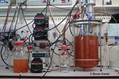 One of the bioreactors that Kartal and his colleagues used to grow cells of K. stuttgartiensis in the lab. Anammox bacteria are packed with heme-containing proteins, including the enzymes that perform the key reactions of the anammox process, making the cells remarkably red. (© Max Planck Institut for Marine Mikrobiology, Boran Kartal)