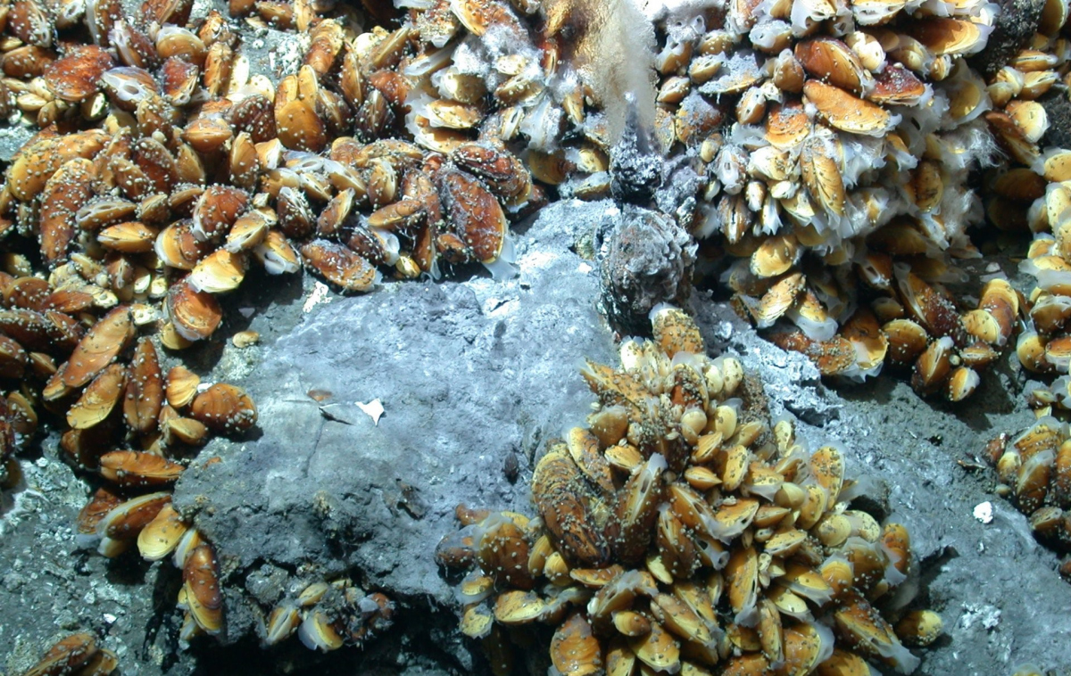 Picture: MARUM – Center for Marine Environmental Sciences, University of Bremen Picture: MARUM – Center for Marine Environmental Sciences, University of Bremen