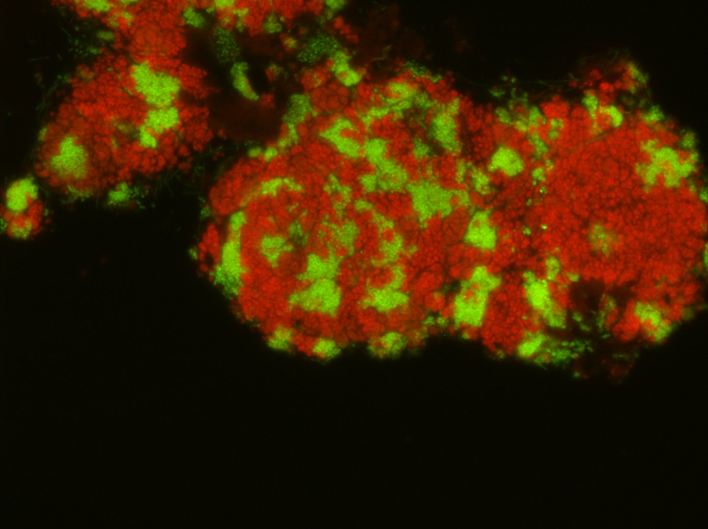 Bacteria Bacteria