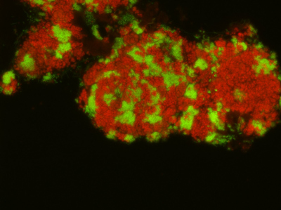 Bacteria Bacteria