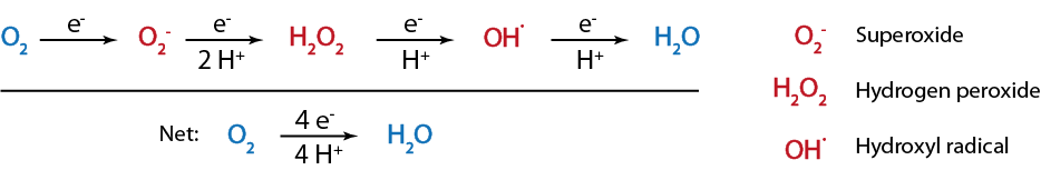 Reactive oxygen species (red) formed during the sequential reduction of oxygen to water.