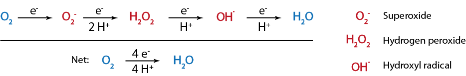 Reactive oxygen species (red) formed during the sequential reduction of oxygen to water. Reactive oxygen species (red) formed during the sequential reduction of oxygen to water.