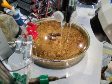 Measuring the production of hydrogen peroxide by phototrophs in sandy sediments of the Wadden Sea after addition of predatory periwinkles. Measuring the production of hydrogen peroxide by phototrophs in sandy sediments of the Wadden Sea after addition of predatory periwinkles.