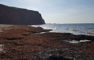 Kelp accumulation on the North beach of Helgoland Kelp accumulation on the North beach of Helgoland
