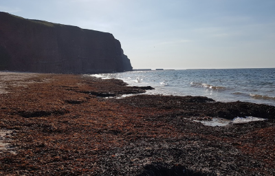 Kelp accumulation on the North beach of Helgoland