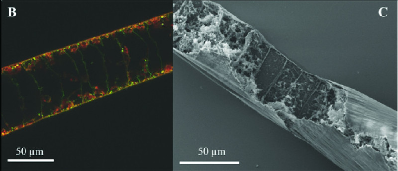 Left image is a composite staining image, DNA showing in green, sulfur globules in red. The large dark voids in the cells are the vacuoles. The SEM image (right) shows the empty cells, due to the vacuole. (Verena Salman-Carvalho).