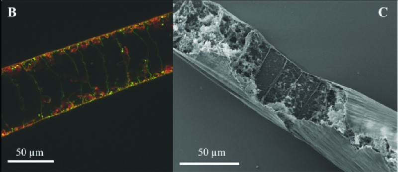 Left image is a composite staining image, DNA showing in green, sulfur globules in red. The large dark voids in the cells are the vacuoles. The SEM image (right) shows the empty cells, due to the vacuole. (Verena Salman-Carvalho). Left image is a composite staining image, DNA showing in green, sulfur globules in red. The large dark voids in the cells are the vacuoles. The SEM image (right) shows the empty cells, due to the vacuole. (Verena Salman-Carvalho).