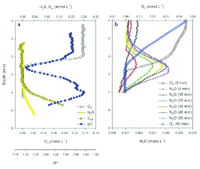 Microsensor profiles in a Beggiatoa mat. Oxygen and sulfide are separated by a zone of 2 mm. That means the sulfide is diffusing upwards is oxidised by intracellular nitrate. The right panel shows that nitrtae is reduced to N2 in the top of the mats. In the lower areas nitrate is converted to ammonium (DNRA).