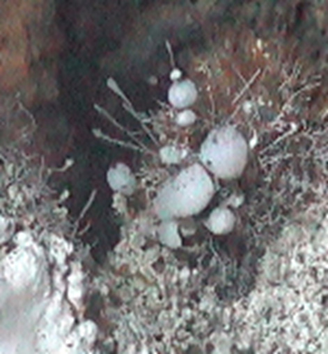Spherical sulfur gels on coldwater corals, view from Alvin, Guaymas, Mexico.