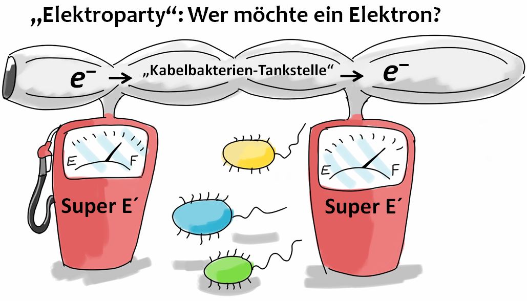 Abbildung 5: Die „Kabelbakterien-Tankstelle“ in marinen Küstensedimenten.