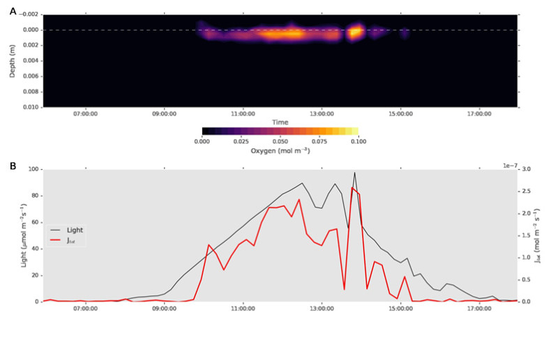 The upper panel shows the depth distribution of oxygen during a day. About 1 mm thick zone appears after 2 hours of sunlight, and disappears again 2 hours before sunset. The lower panel shows that the export of oxygen follows exactly the illumination intensitiy. The upper panel shows the depth distribution of oxygen during a day. About 1 mm thick zone appears after 2 hours of sunlight, and disappears again 2 hours before sunset. The lower panel shows that the export of oxygen follows exactly the illumination intensitiy.