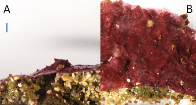 Typical red mats from Little Salt Spring. On the right panel white hairs are visible (with difficulty, middle top, slightly to left), which are sulfide oxidizing Typical red mats from Little Salt Spring. On the right panel white hairs are visible (with difficulty, middle top, slightly to left), which are sulfide oxidizing