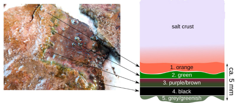 Left the mat below the salt layer (salt is removed) and right schematically the color distribution. Left the mat below the salt layer (salt is removed) and right schematically the color distribution.