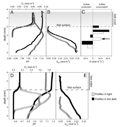 Microprofiles measured through the salt layer show only some respirationa nd anoxygenic photosynthesis, only after inundation oxygen production (and hence primary production) starts. Two peaks indicate two active zones. Microprofiles measured through the salt layer show only some respirationa nd anoxygenic photosynthesis, only after inundation oxygen production (and hence primary production) starts. Two peaks indicate two active zones.