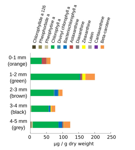 Pigments show a layer with two maxima of Chl-a (green), responsible for oxygen production. Deeper in the mat BChl-a (bleu) is present, indictating anoxygenic phototrophy.